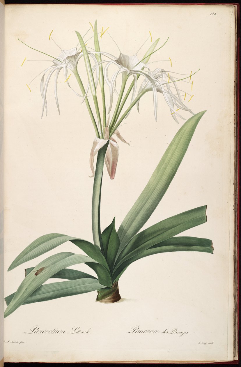 Hymenocallis littoralis alkotó: Pierre Joseph Redouté