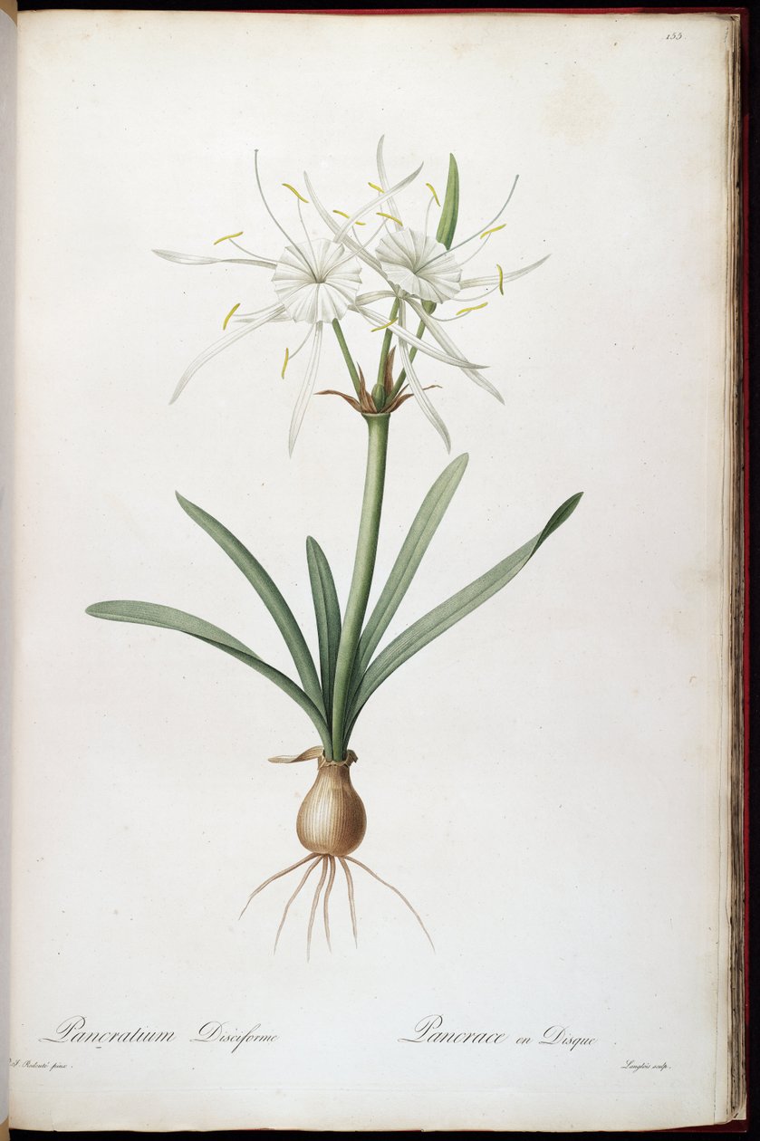 A Hymenocallis forog alkotó: Pierre Joseph Redouté