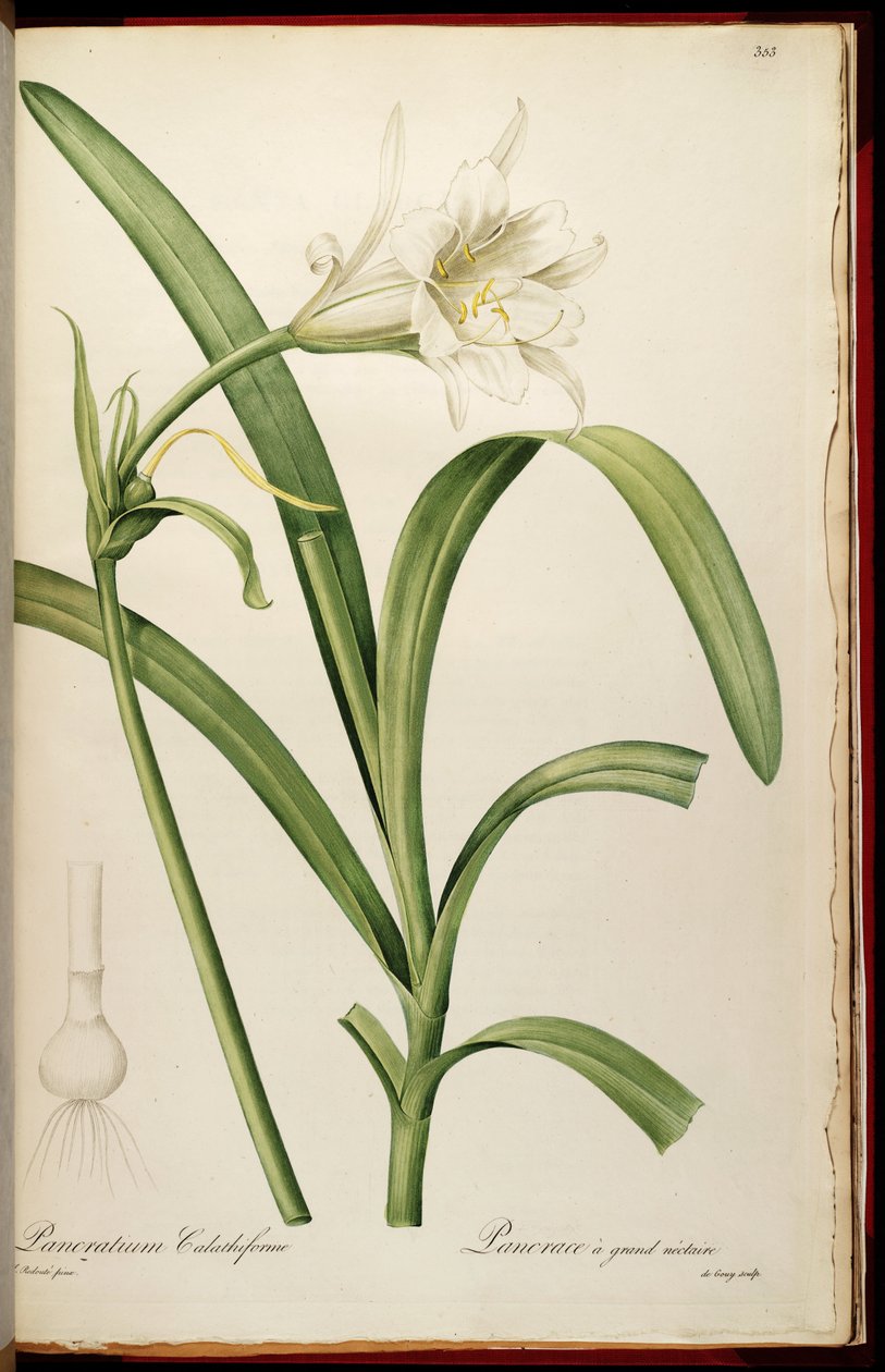 Ismene narcissiflora alkotó: Pierre Joseph Redouté
