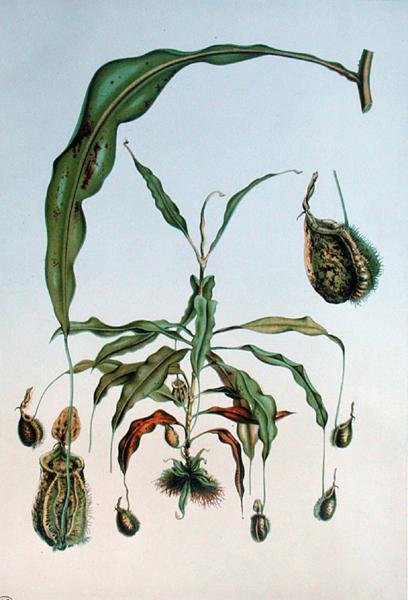 Nepenthes Hookeriana, E. Alphano „Les Promenades de Paris” botanikai lemeze, L. Stroobant metszete, 1867-73 körül (színes litho) alkotó: P. (after) Lambotte