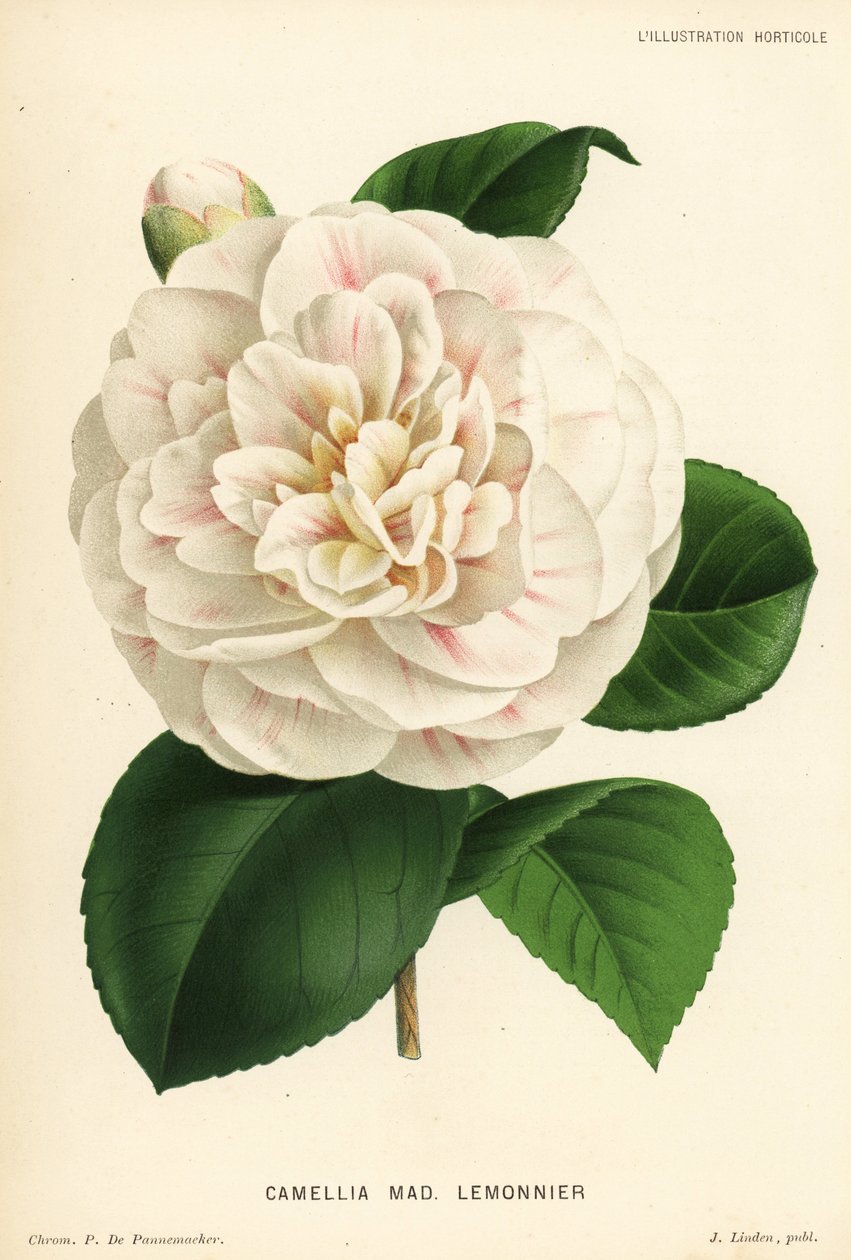 Camellia hibrid, Madame Lemonnier, Camellia japonica. P. de Pannemaeker kromolitográfiája Jean Linden l