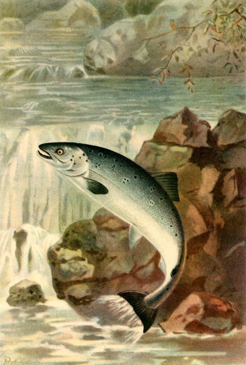 „A lazacugrás”, 1895, 1943. alkotó: P. J. Smit