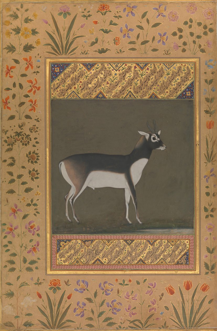Black Buck, Folio a Shah Jahan albumból, végszó: kb. 1615-20, verso: kb. 1530-50. alkotó: Painting attributed to Manohar