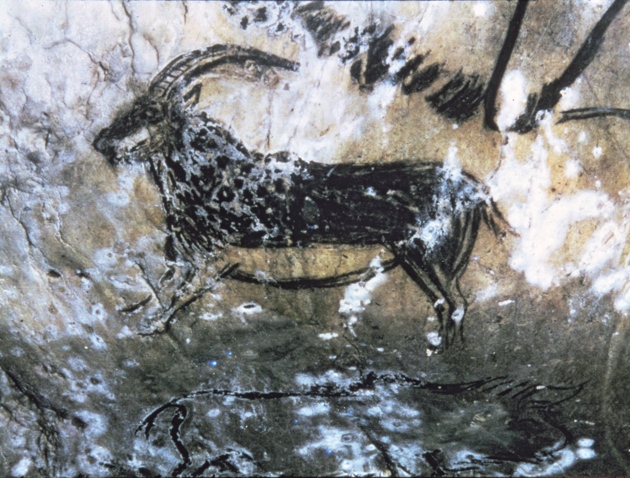 Kecske vagy zerge, sziklafestés a Fekete szobában, Magdalén (barlangfestés) alkotó: Paleolithic Paleolithic