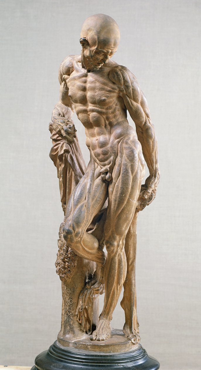 Muscle Man, 1569 (terrakotta) alkotó: Paludanus