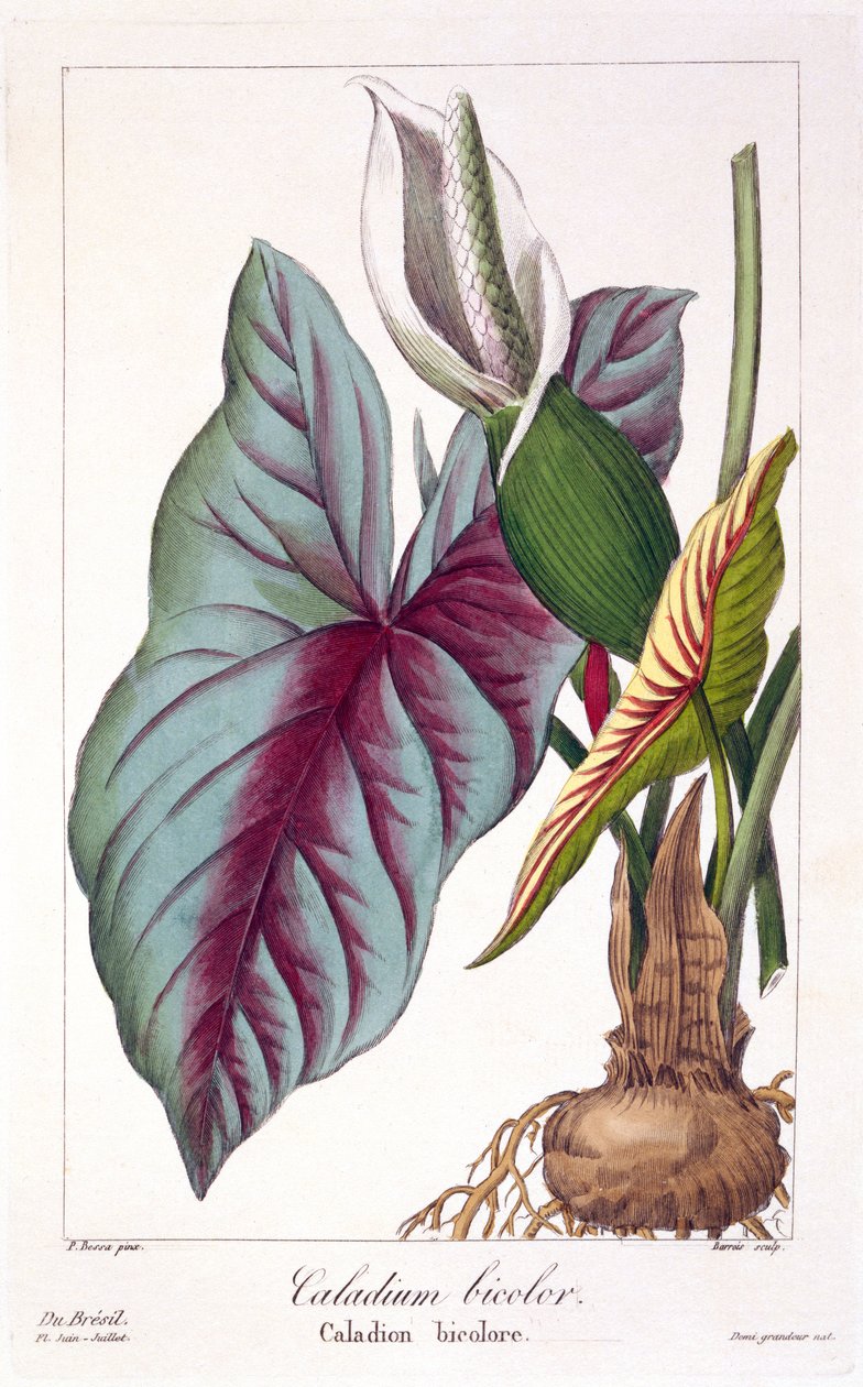 Caladium bicolor, kocsma. 1836. alkotó: Panacre Bessa