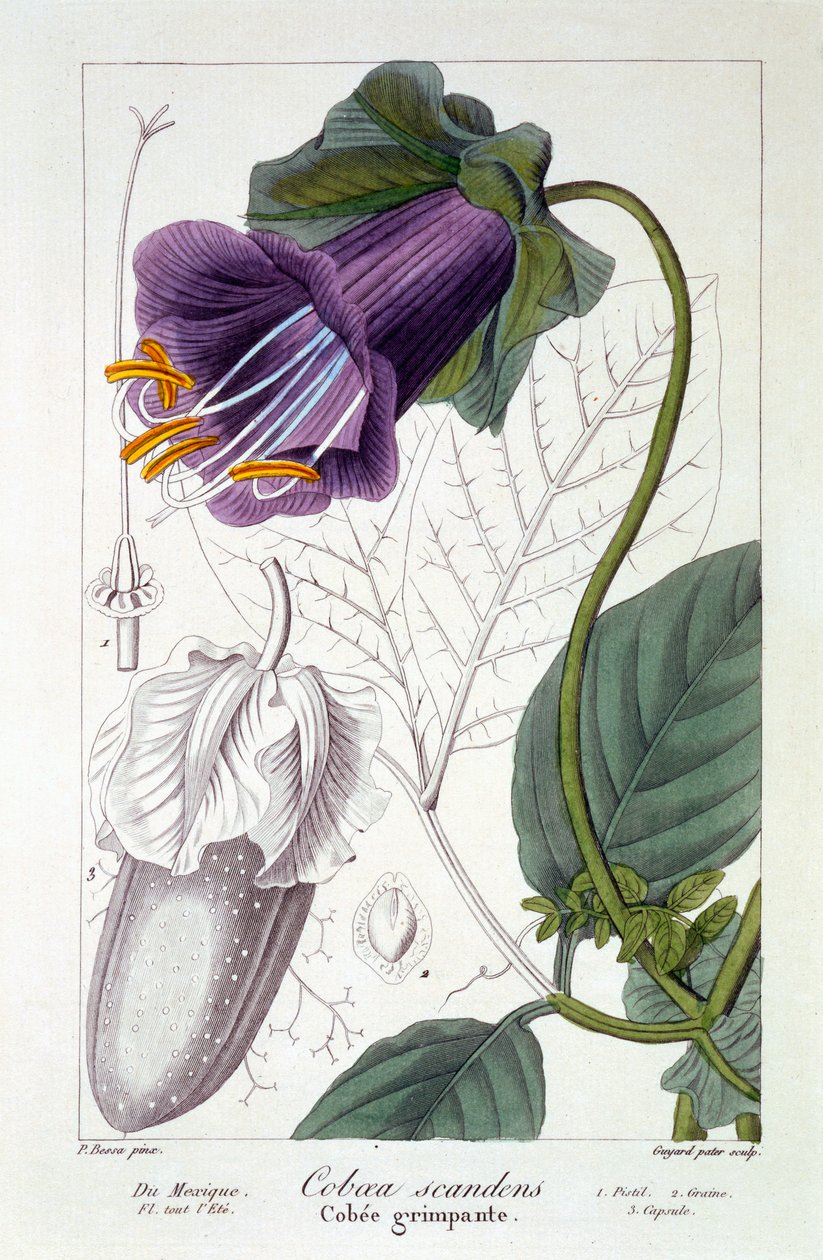 Tengerimalac hegymászás, kocsma. 1836 alkotó: Panacre Bessa