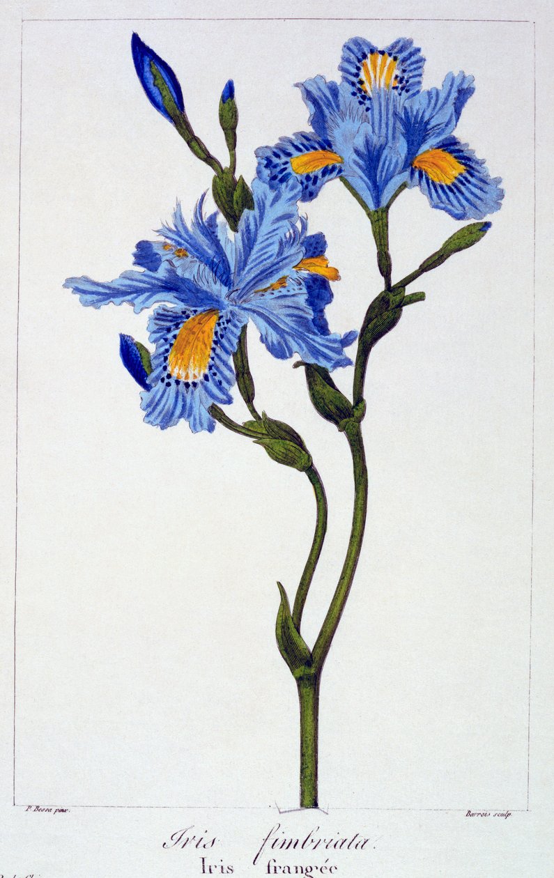 Rojtos írisz, kocsma. 1836. alkotó: Panacre Bessa