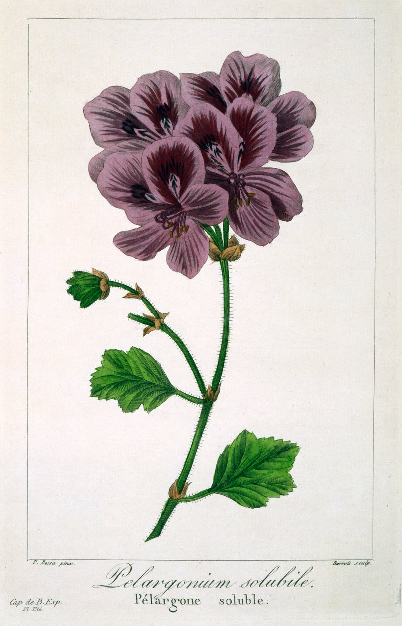 Pelargonium, kocsma. 1836. alkotó: Panacre Bessa