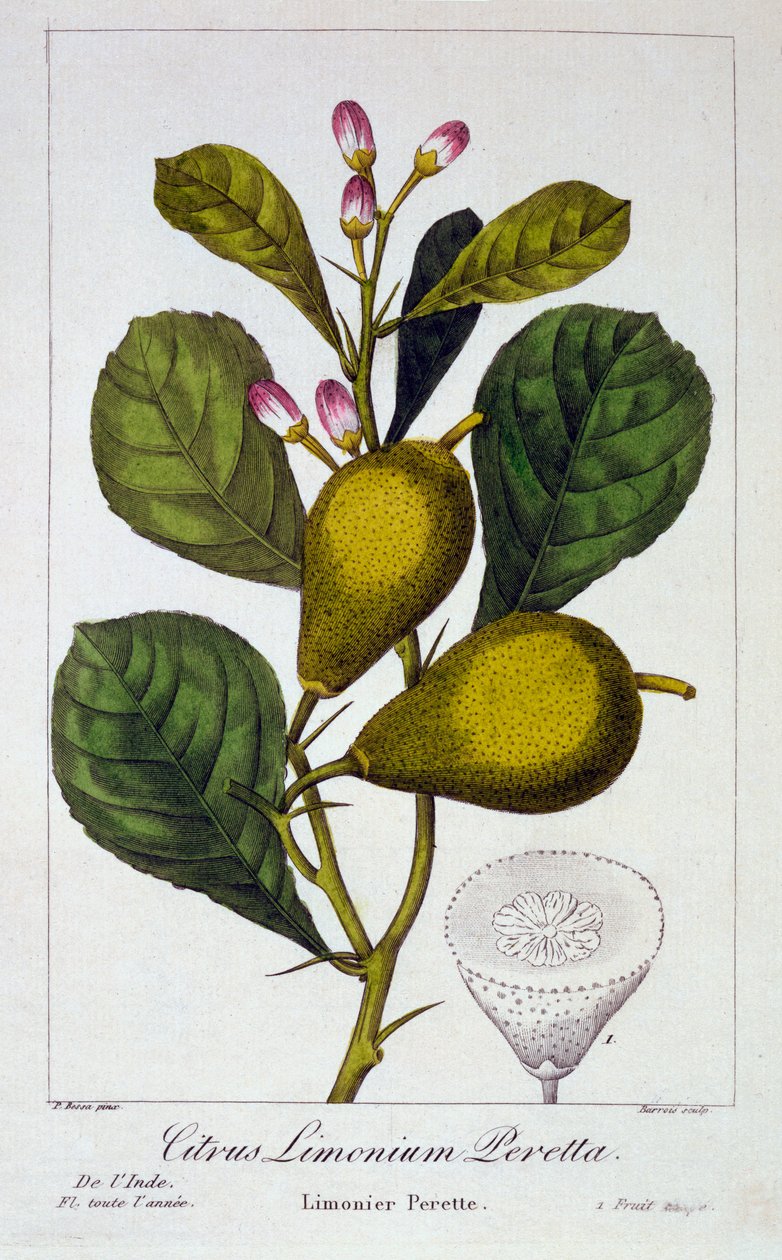 Peretta Lemon, kocsma. 1836. alkotó: Panacre Bessa