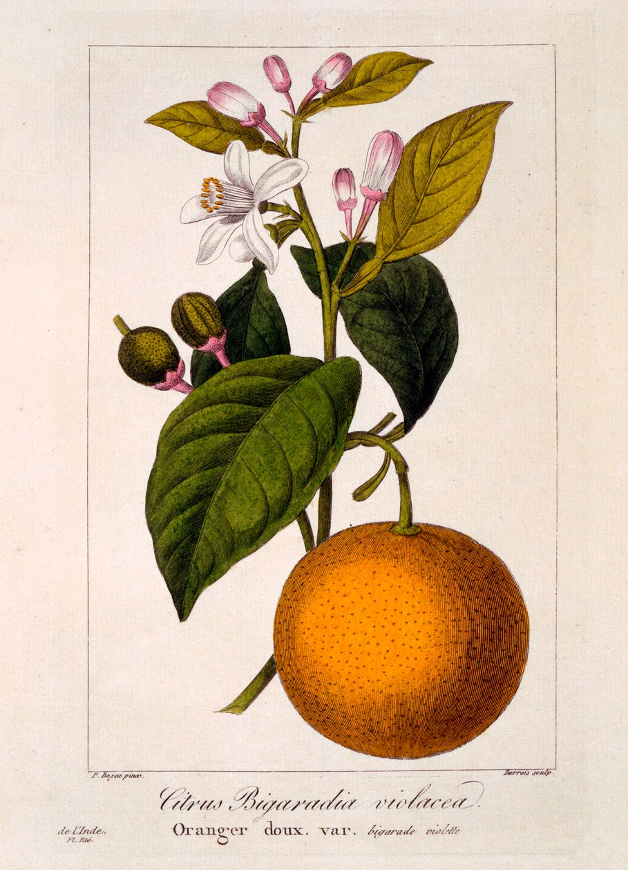 Édes narancs: Citrus sinensis var: Bigaradia violacea, pub. 1836 alkotó: Panacre Bessa