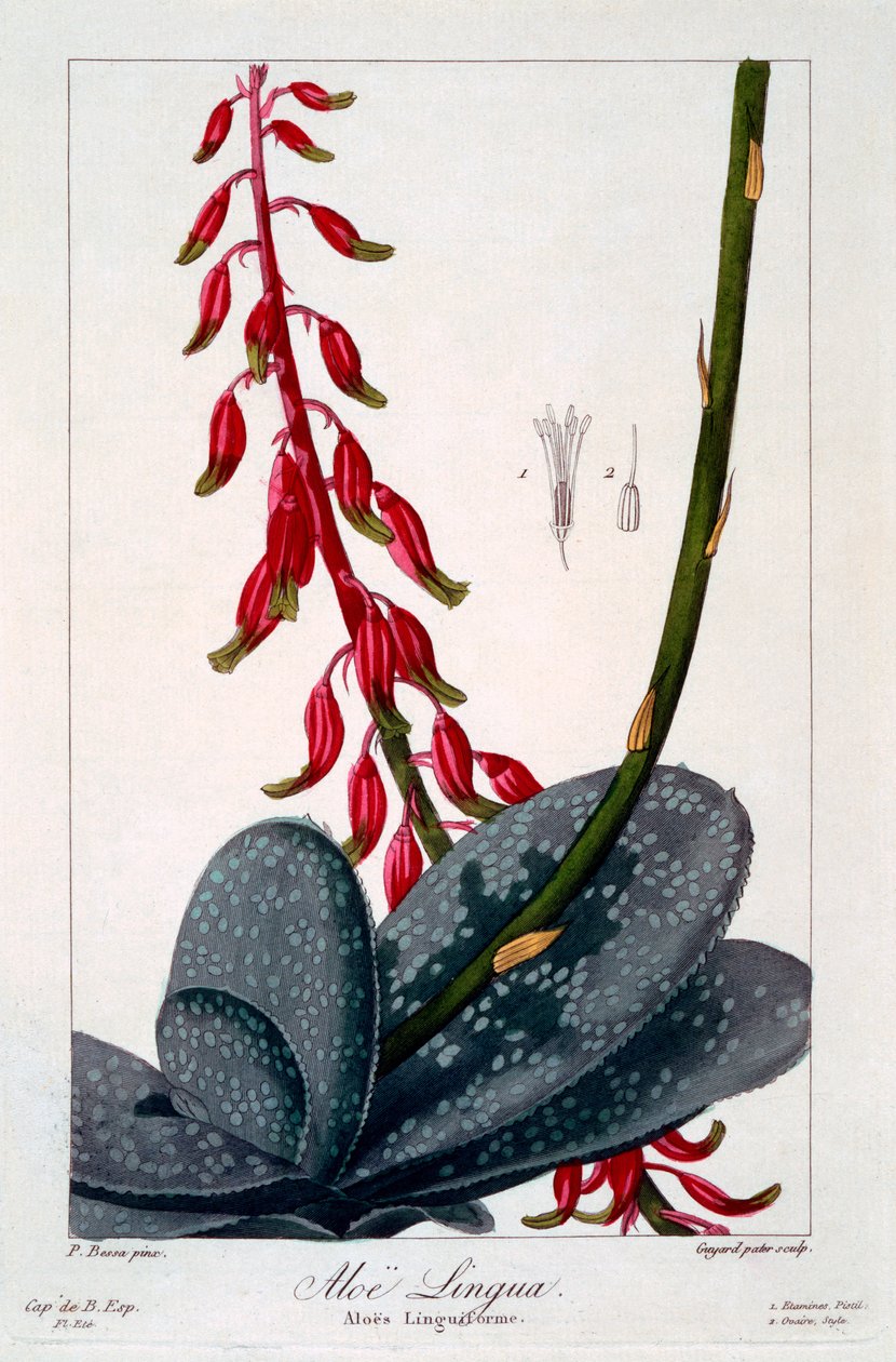 Aloe lingua, 1836 (kézzel színezett metszet) alkotó: Pancrace Bessa