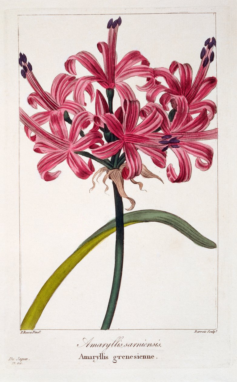Amaryllis sarniensis, 1836 (kézzel színezett metszet) alkotó: Pancrace Bessa