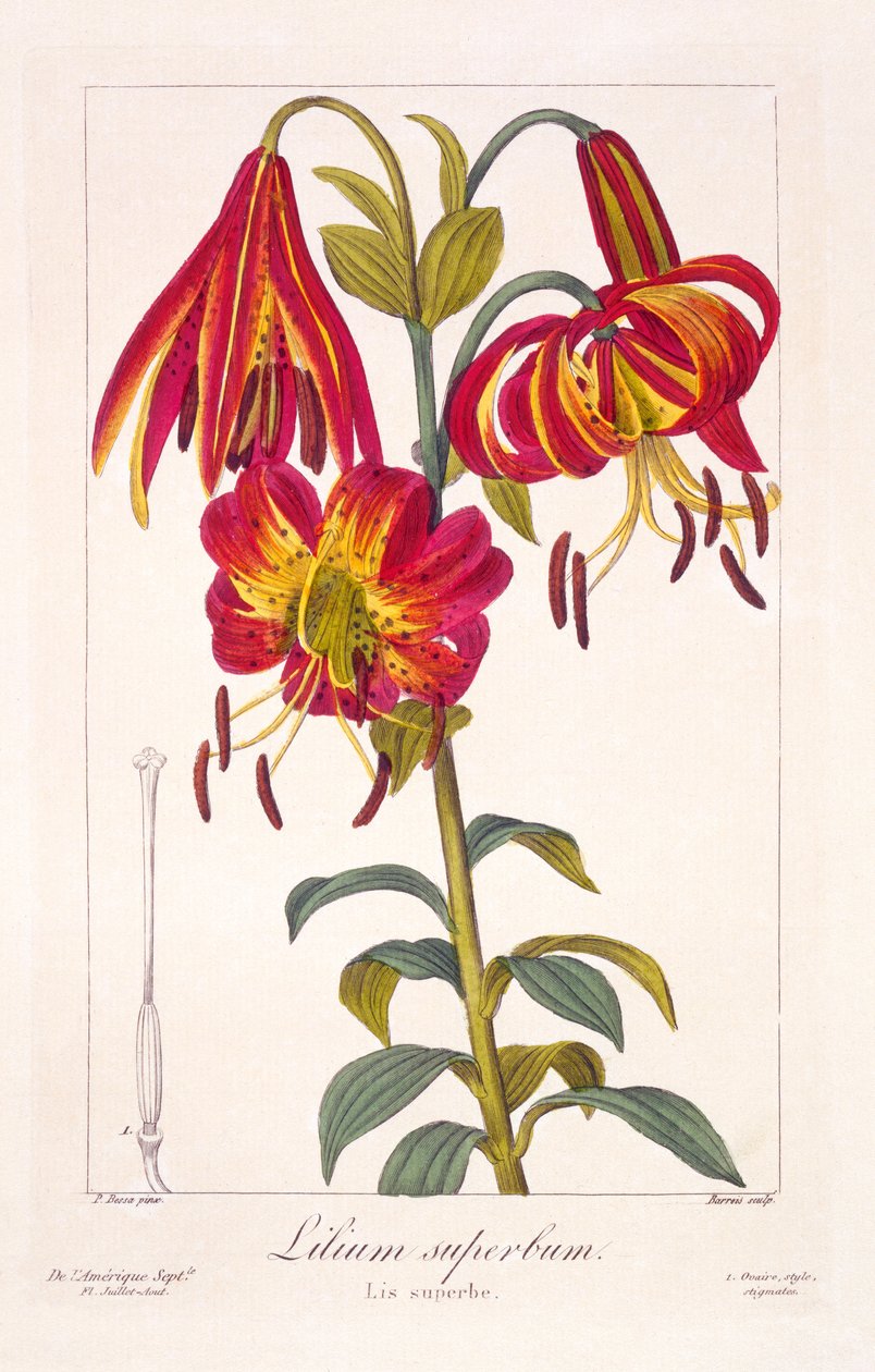Amerikai töröksapkás liliom, 1836 (kézzel színezett metszet) alkotó: Pancrace Bessa