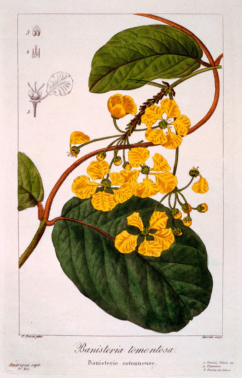Banisteria tomentosa, 1836 (kézzel színezett metszet) alkotó: Pancrace Bessa