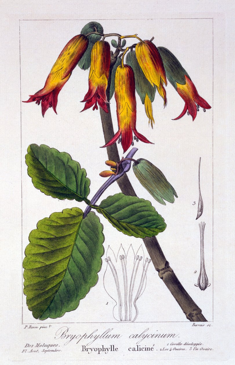 Bryophyllum calycinum, vagy Kalanchoe pinnata, 1836 (kézzel színezett metszet) alkotó: Pancrace Bessa
