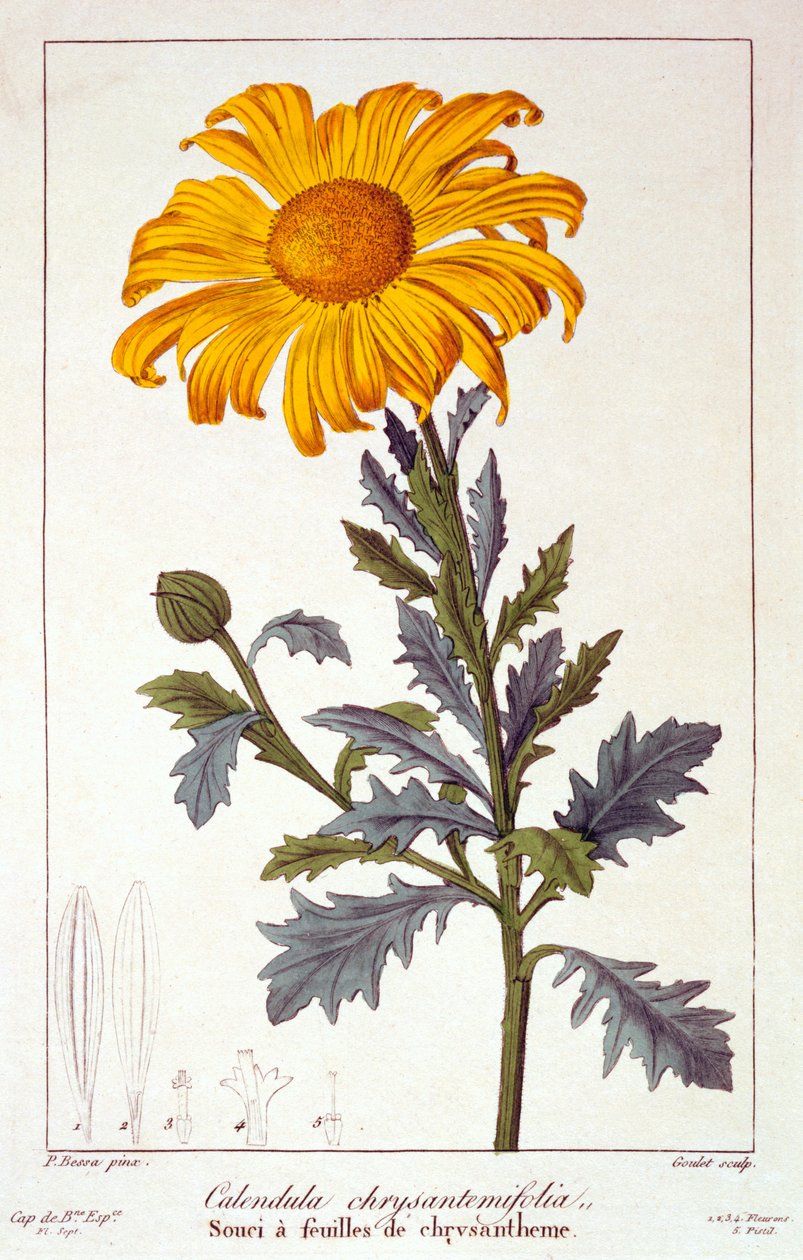 Calendula officinalis vagy cserepes körömvirág, 1836 (kézzel színezett metszet) alkotó: Pancrace Bessa