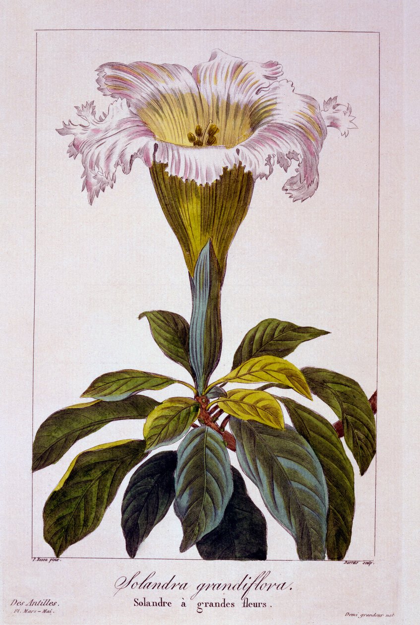 Kehelyszőlő, 1836 (kézzel színezett metszet) alkotó: Pancrace Bessa