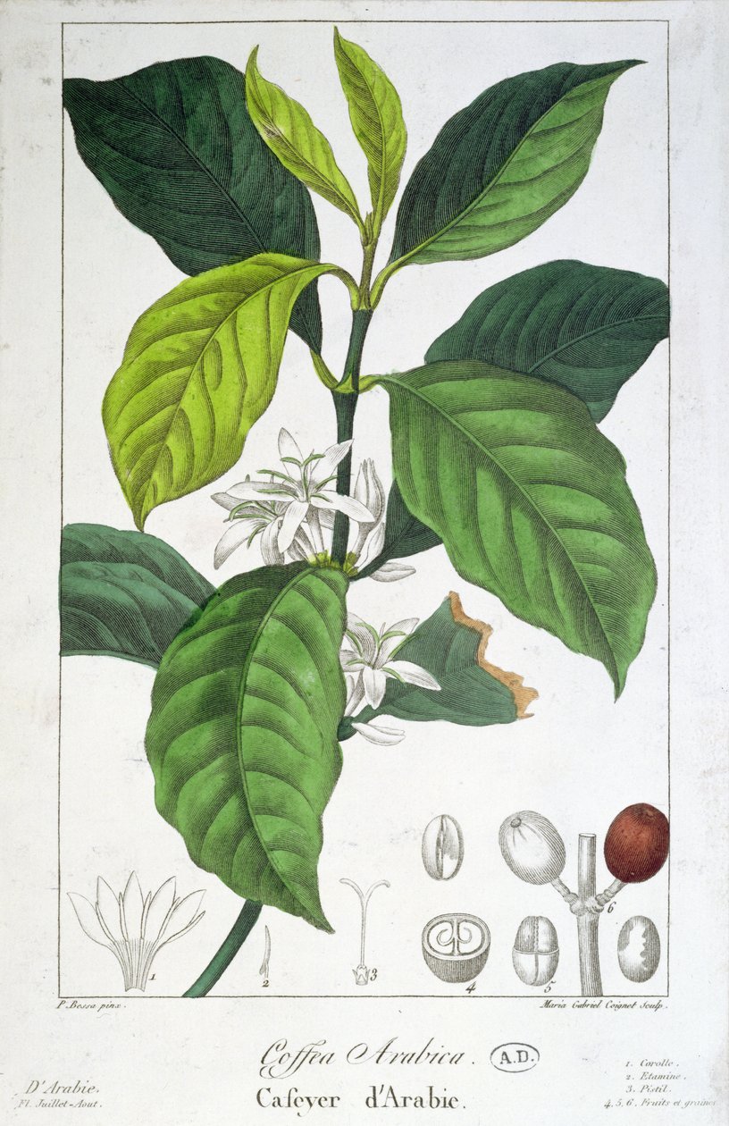 Coffea Arabica (Kávé) Maria Gabriel Cogniet gravírozásával alkotó: Pancrace Bessa