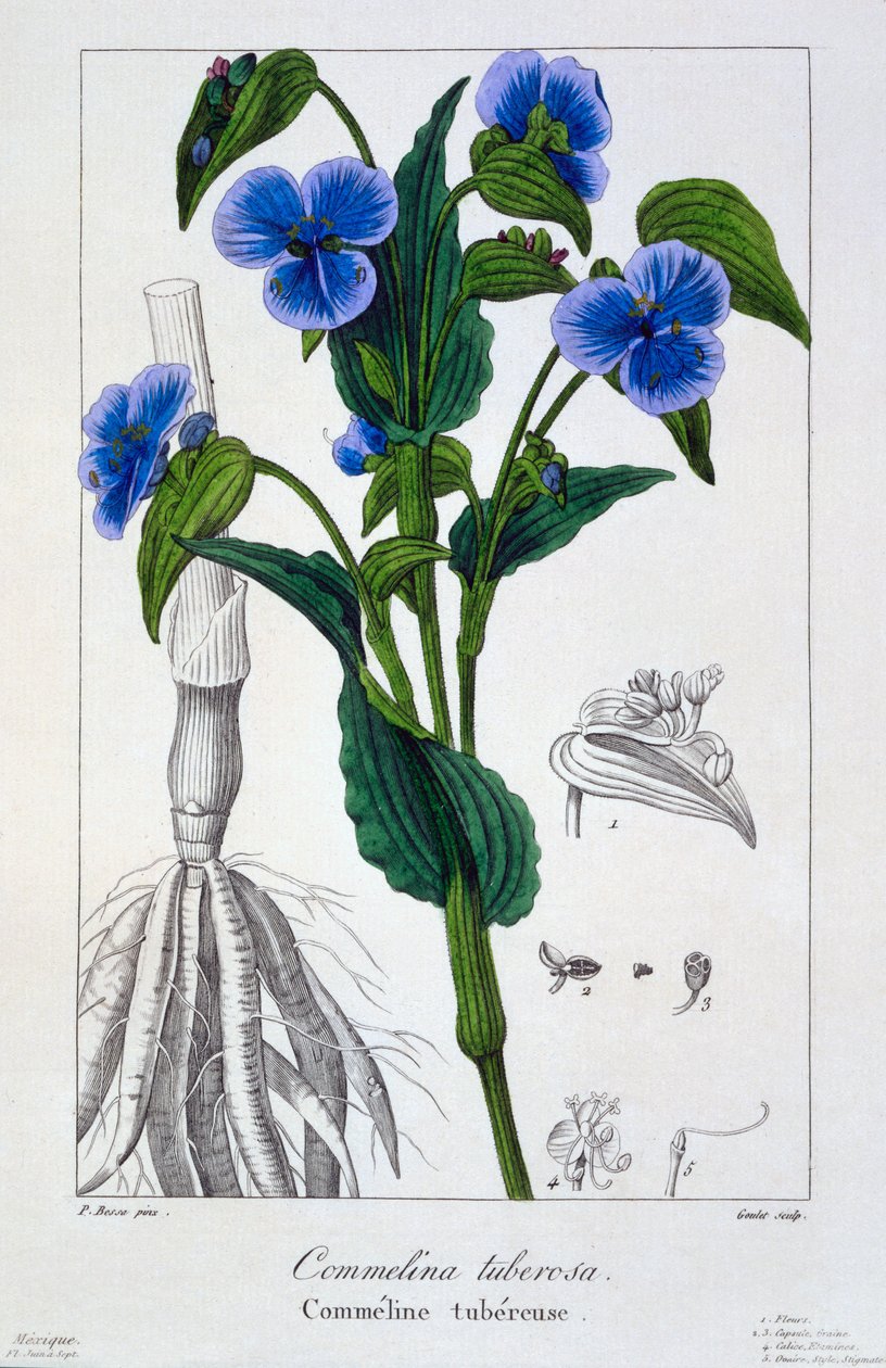 Commelina tuberosa, 1836 (kézzel színezett metszet) alkotó: Pancrace Bessa
