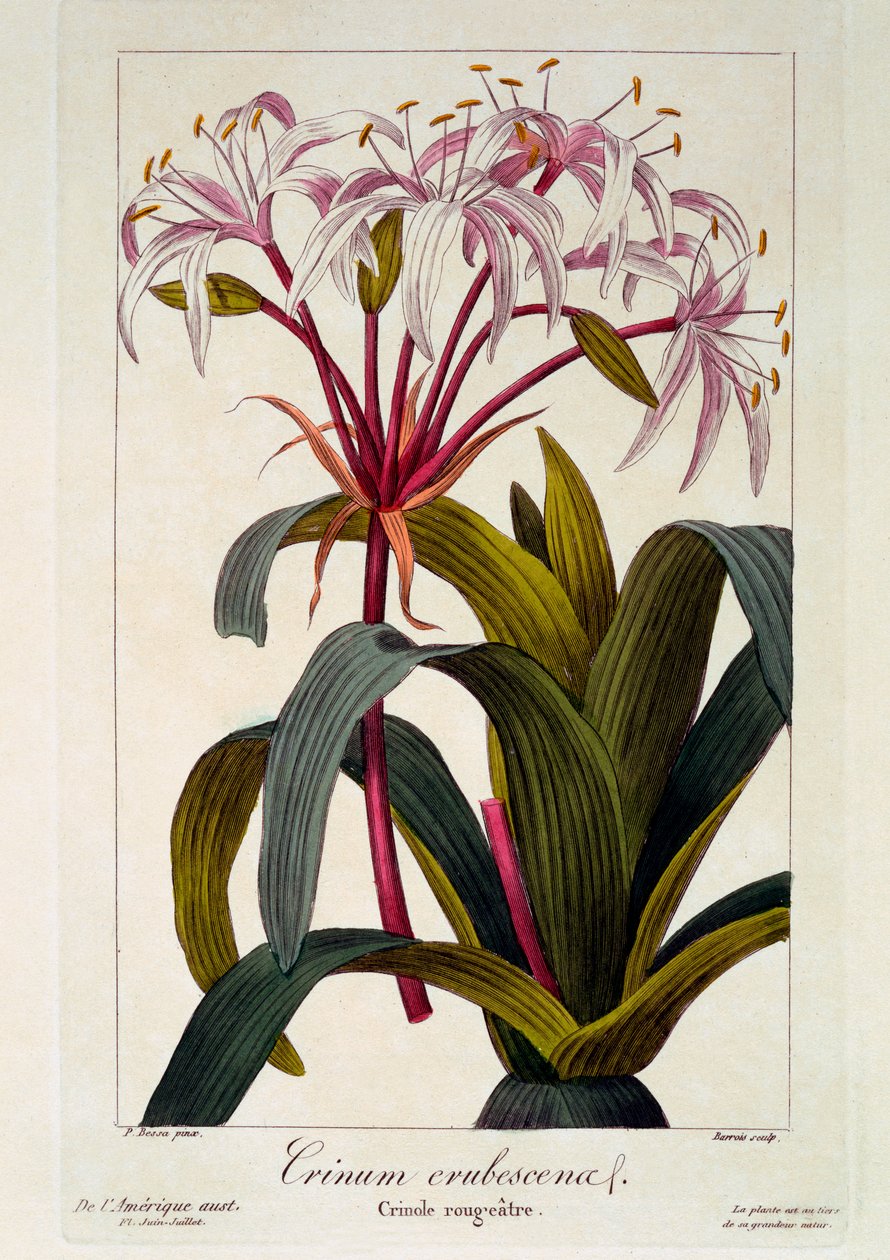 Crinum erubescens, 1836 (kézzel színezett metszet) alkotó: Pancrace Bessa