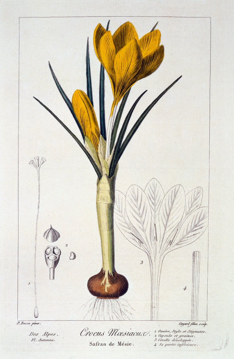 Crocus maesiacus, 1836 (kézzel színezett metszet) alkotó: Pancrace Bessa