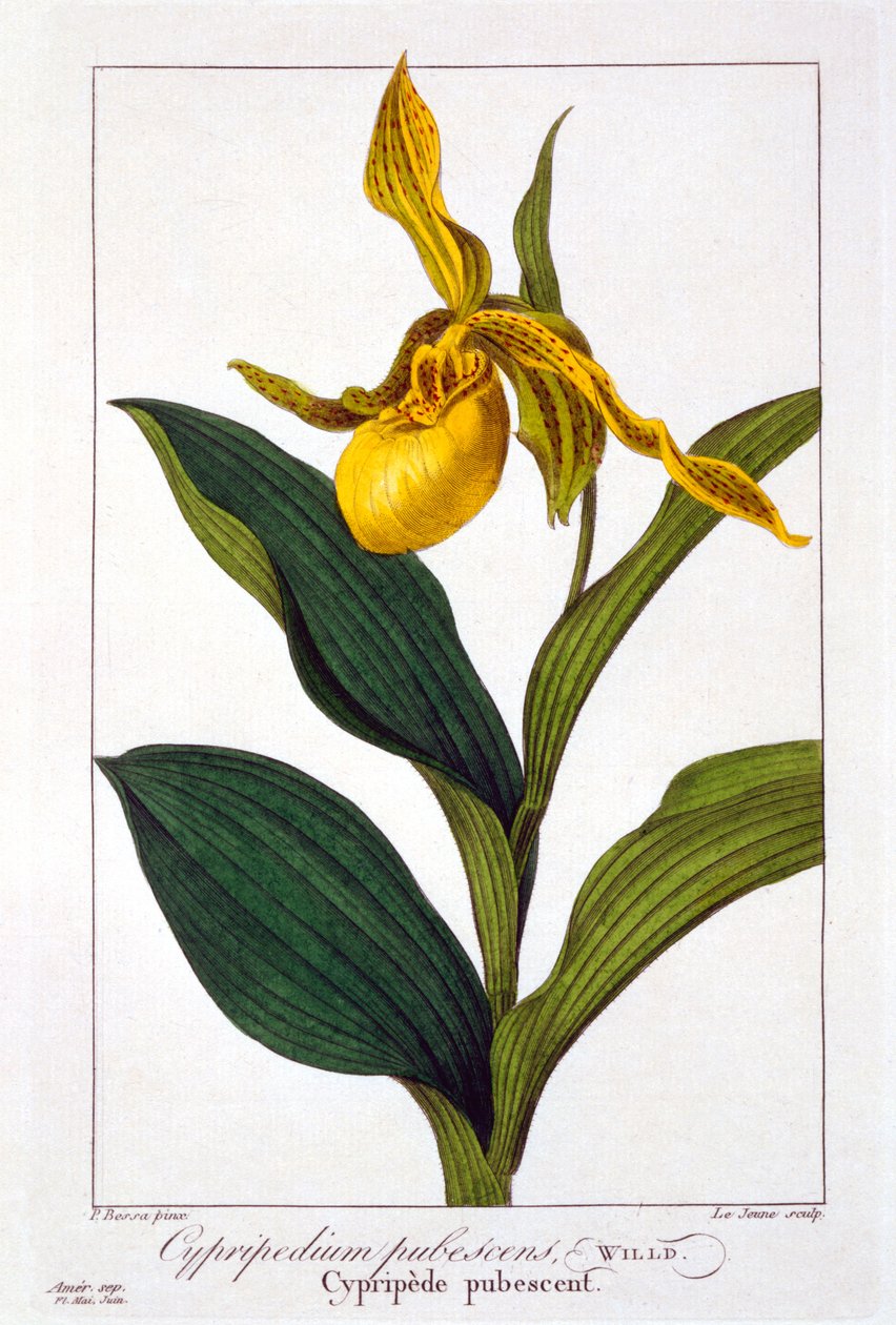 Cypripedium, 1836 (kézzel színezett metszet) alkotó: Pancrace Bessa
