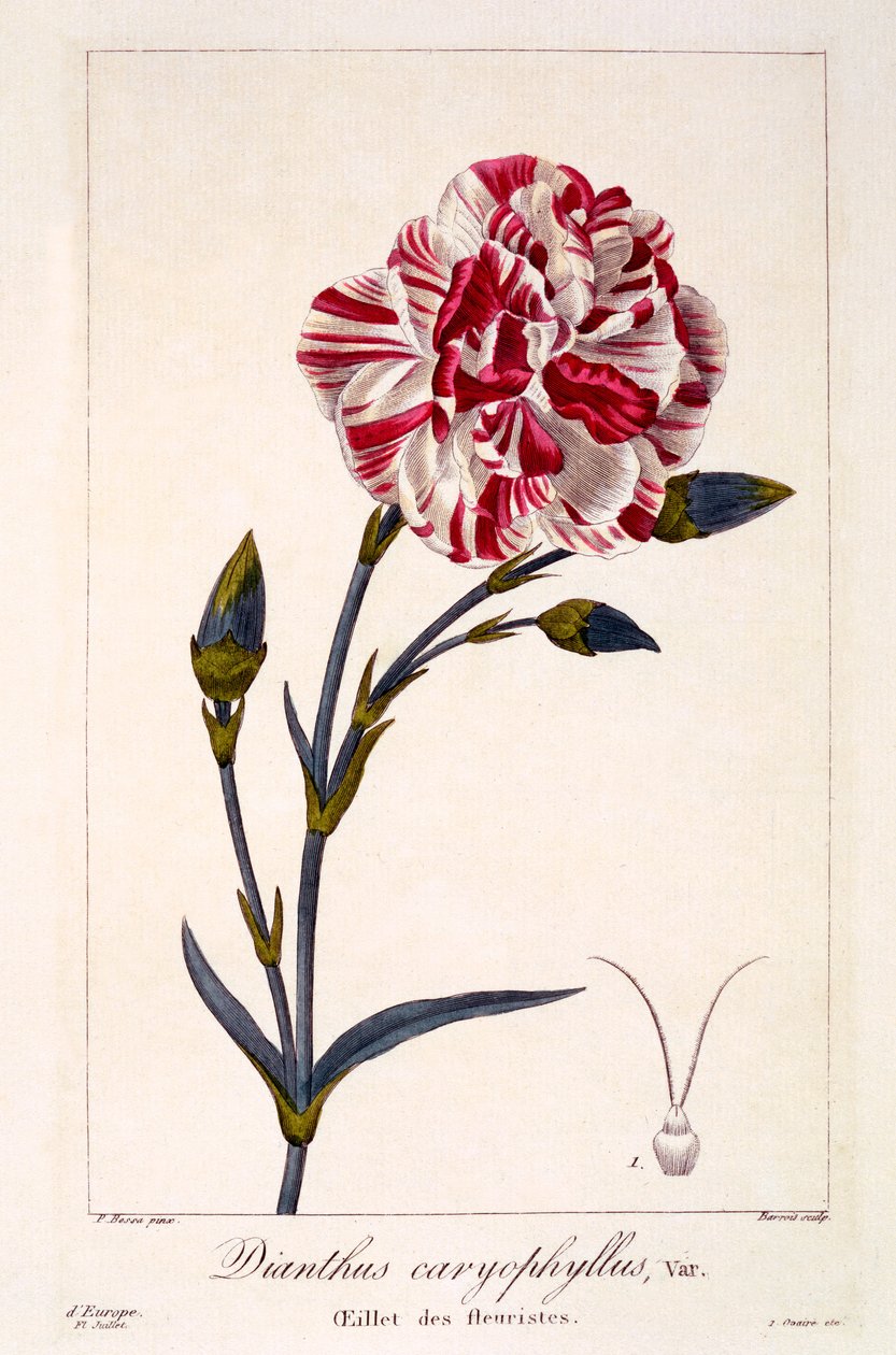 Dianthus caryophyllus, 1836 (kézi színezésű metszet) alkotó: Pancrace Bessa