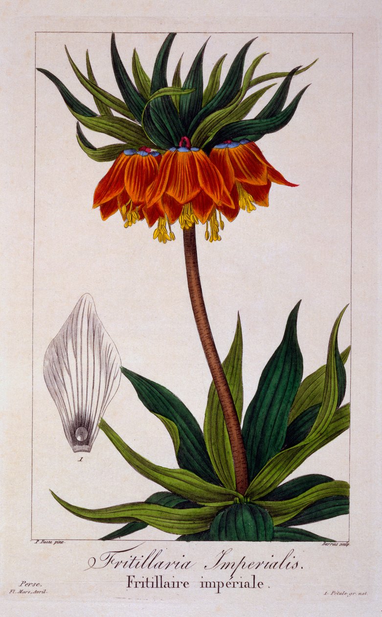 Fritillaria imperialis, 1836 (kézzel színezett metszet) alkotó: Pancrace Bessa