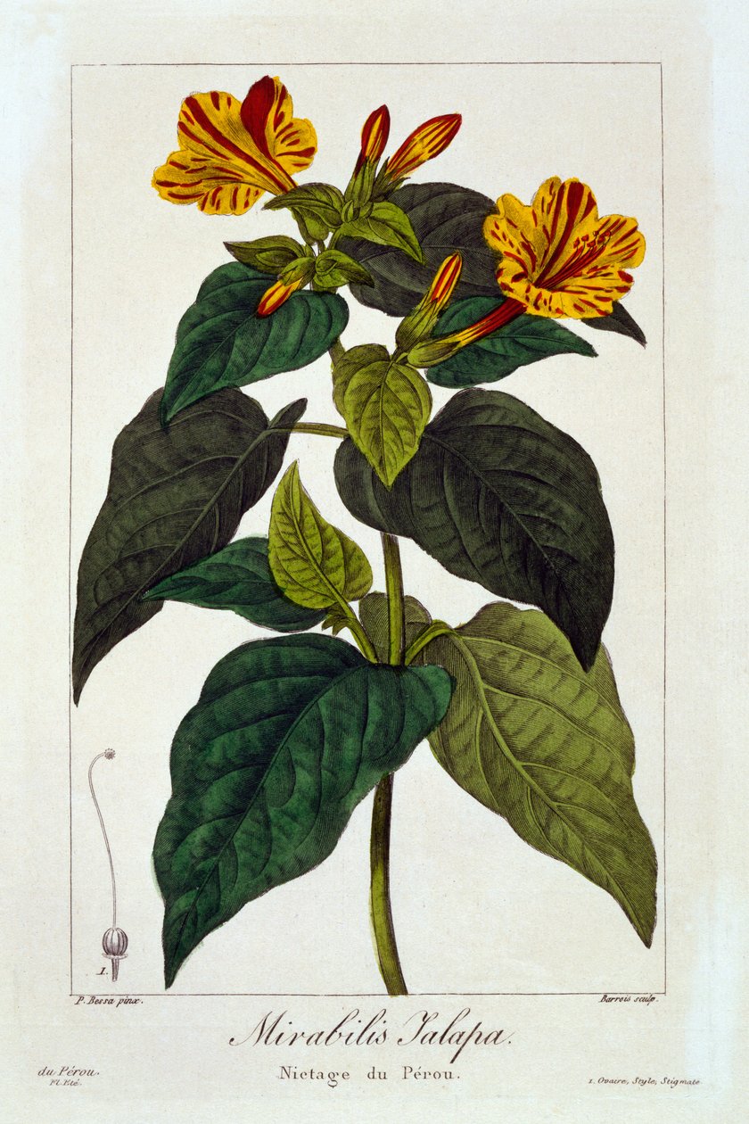 Ipomea purga, 1836 (kézzel színezett metszet) alkotó: Pancrace Bessa