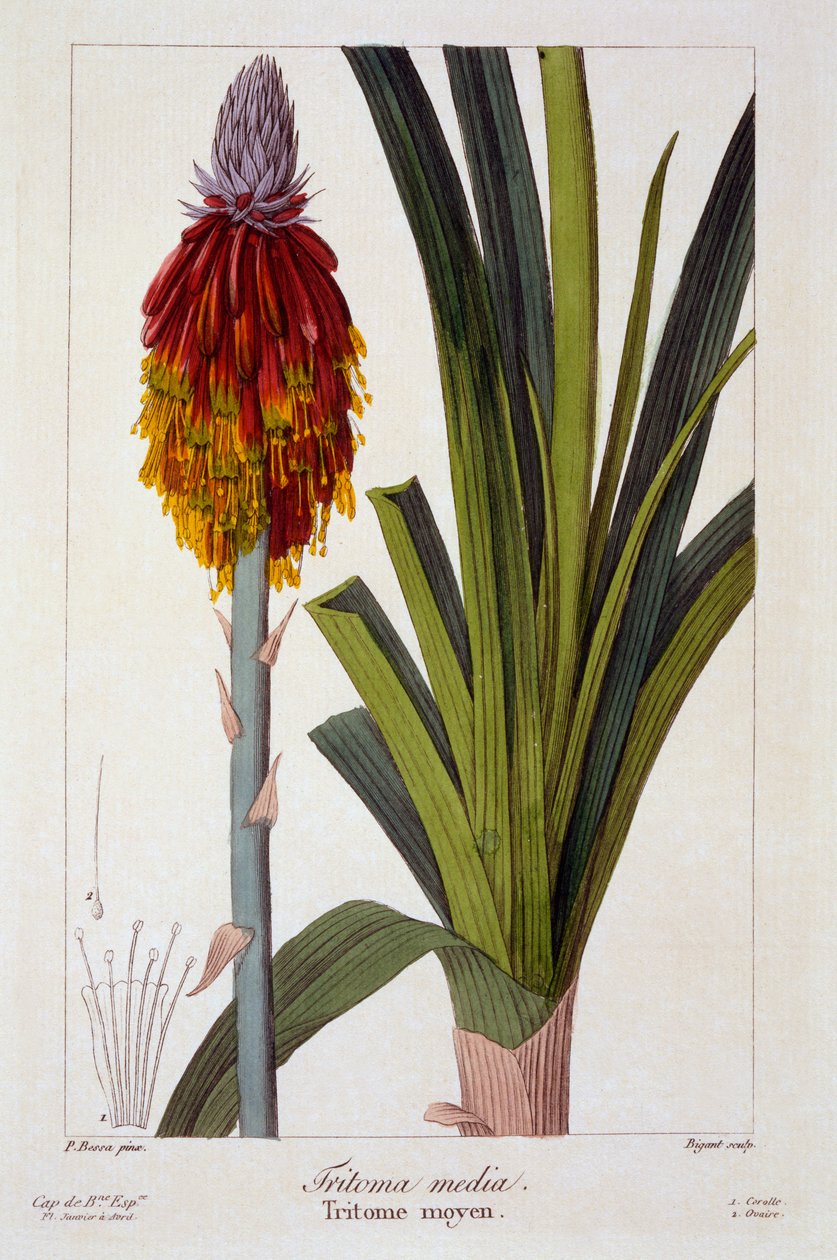 Kniphofia, 1836 (kézzel színezett metszet) alkotó: Pancrace Bessa