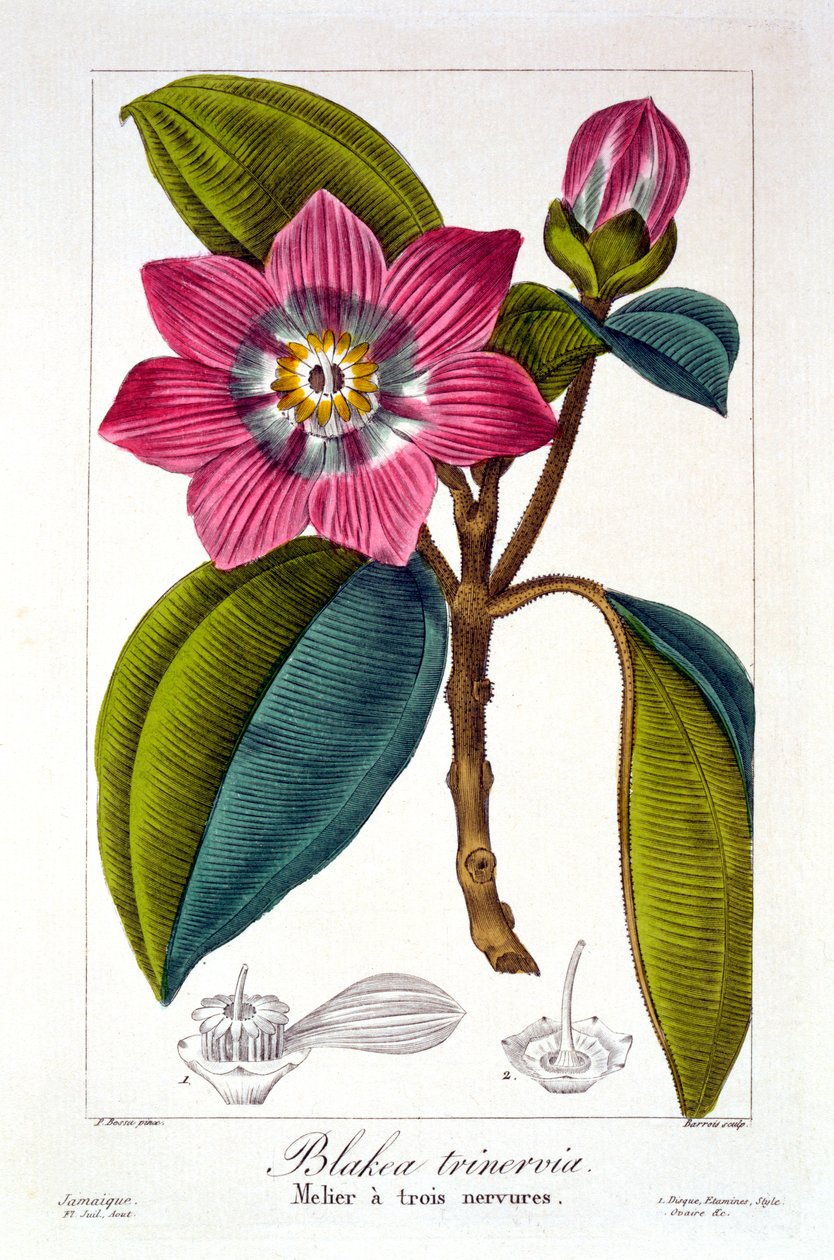 Melier, 1836 (kézzel színezett metszet) alkotó: Pancrace Bessa