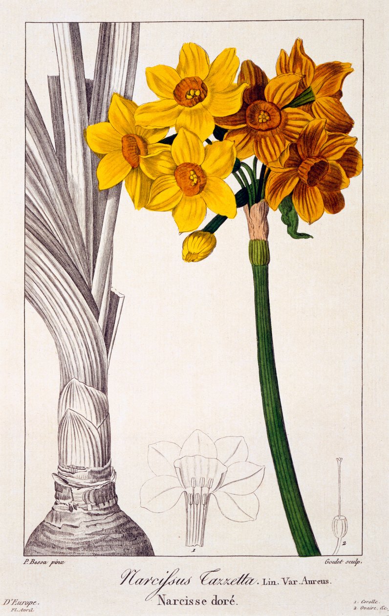 Narcissus tazetta, 1836 (kézzel színezett metszet) alkotó: Pancrace Bessa