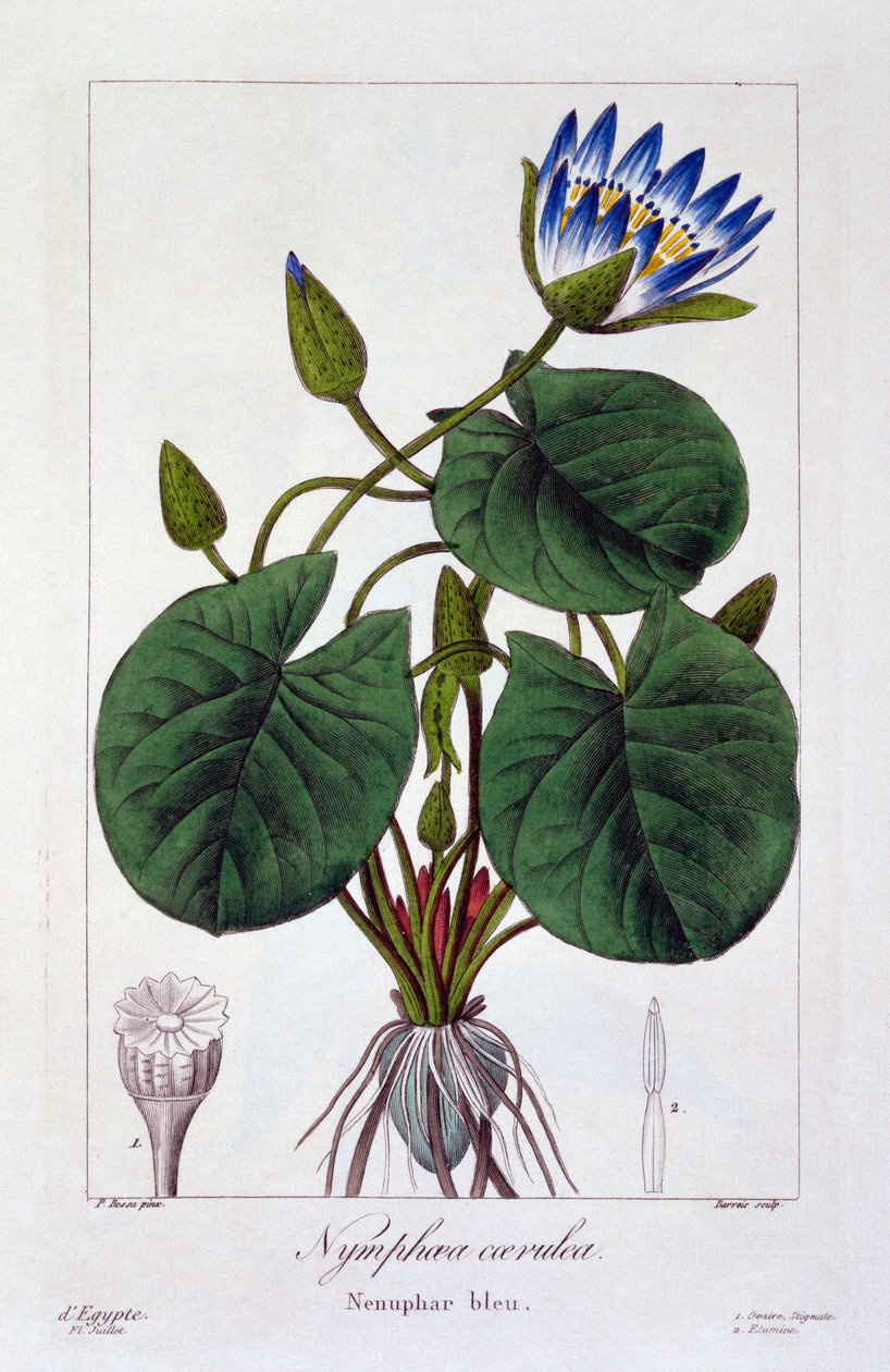 Nymphaea caerulea, 1836 (kézzel színezett metszet) alkotó: Pancrace Bessa