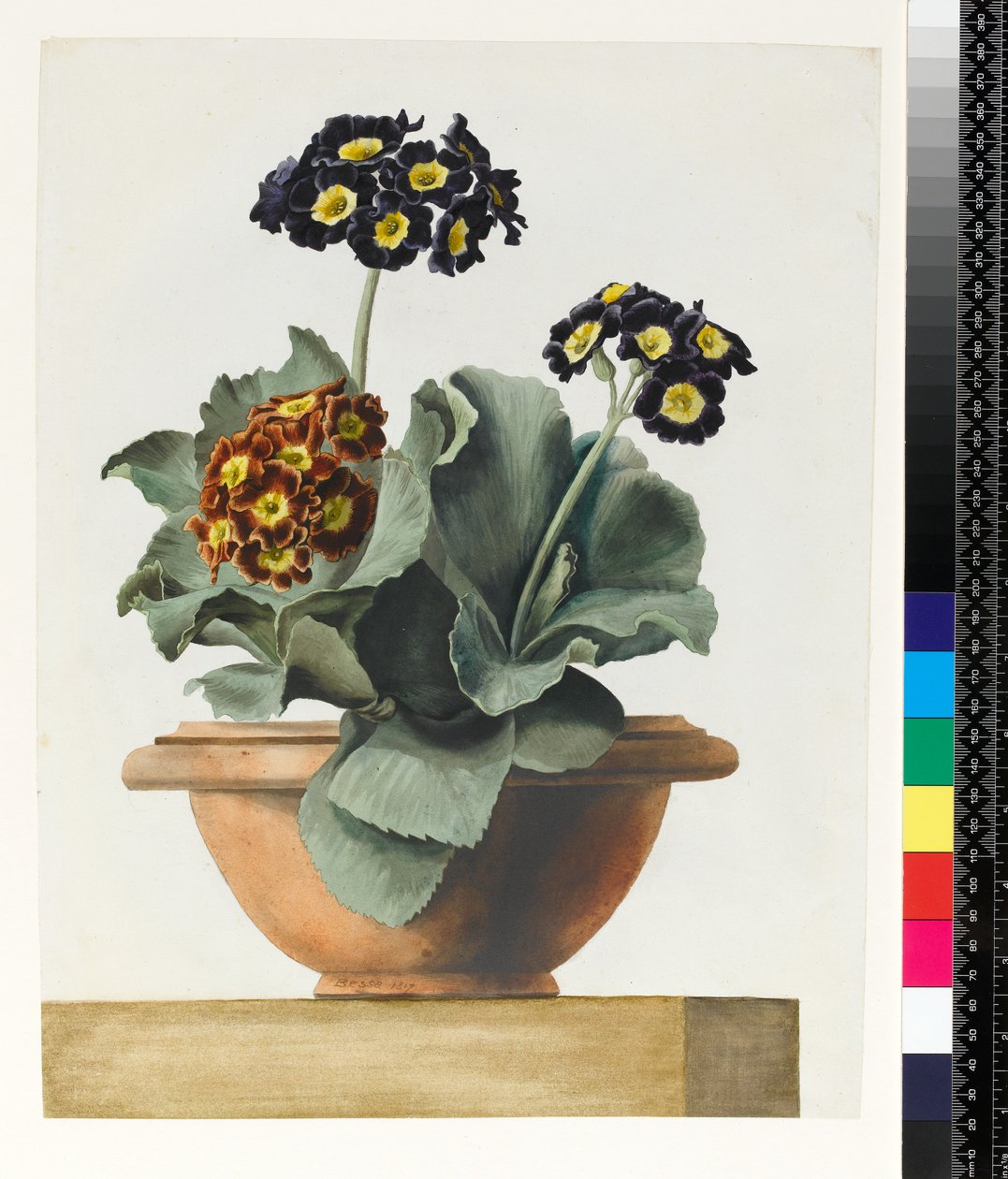 PD.199-1973 Cserepes Auricula, 1817 alkotó: Pancrace Bessa