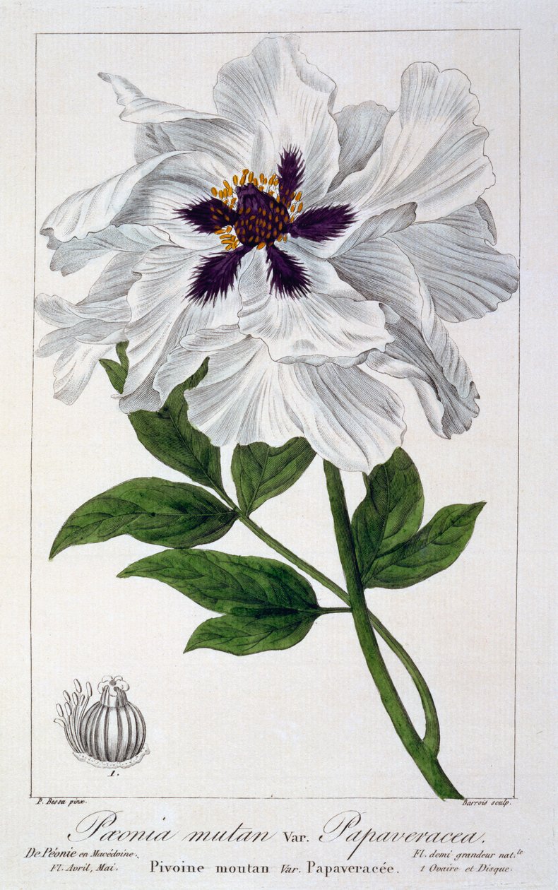 Paeonia suffruticosa, 1836 (kézzel színezett metszet) alkotó: Pancrace Bessa