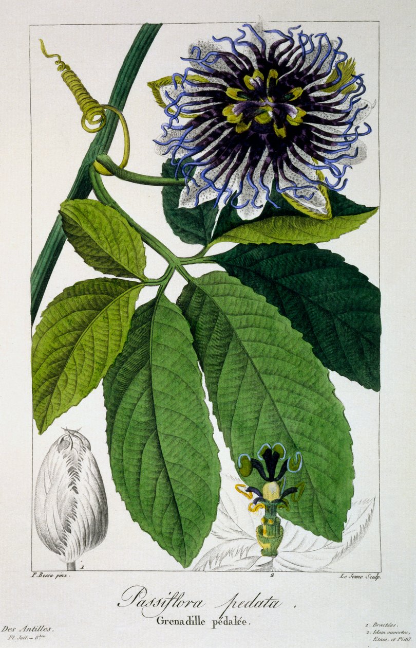 Passiflora pedata vagy golgotavirág, 1836 (kézzel színezett metszet) alkotó: Pancrace Bessa
