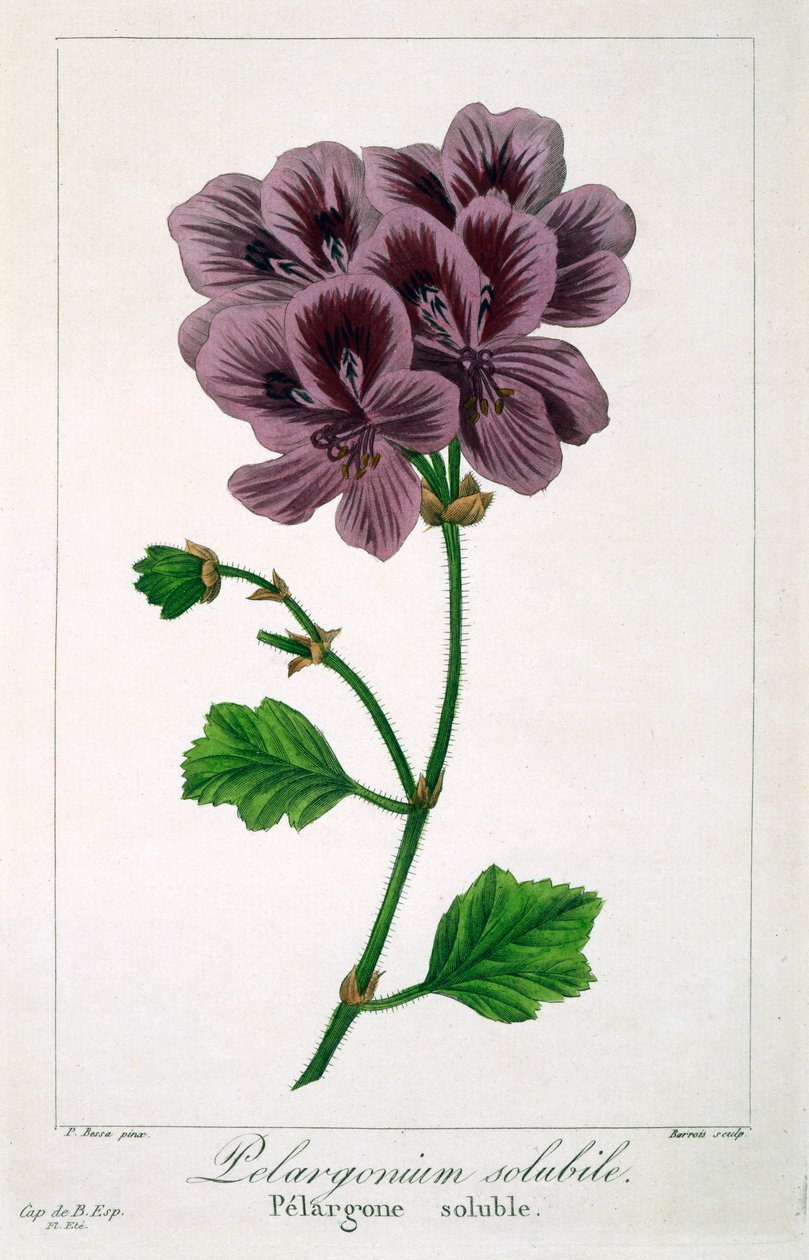 Pelargonium, 1836 (kézzel színezett metszet) alkotó: Pancrace Bessa
