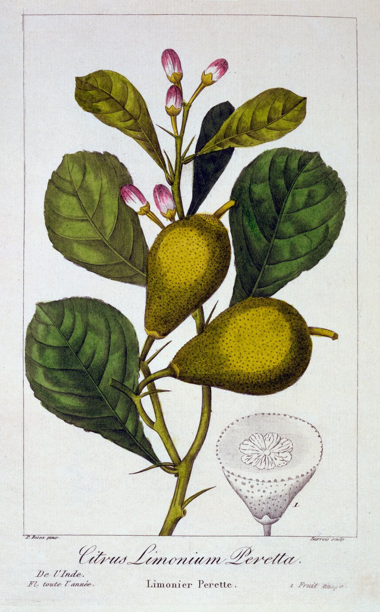Peretta citrom, 1836 (kézzel színezett metszet) alkotó: Pancrace Bessa