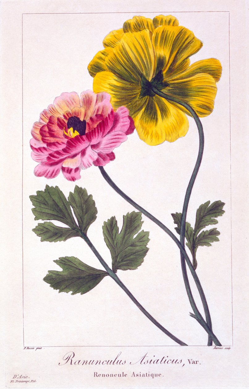 Perzsa boglárka, 1836 (kézi színezésű metszet) alkotó: Pancrace Bessa