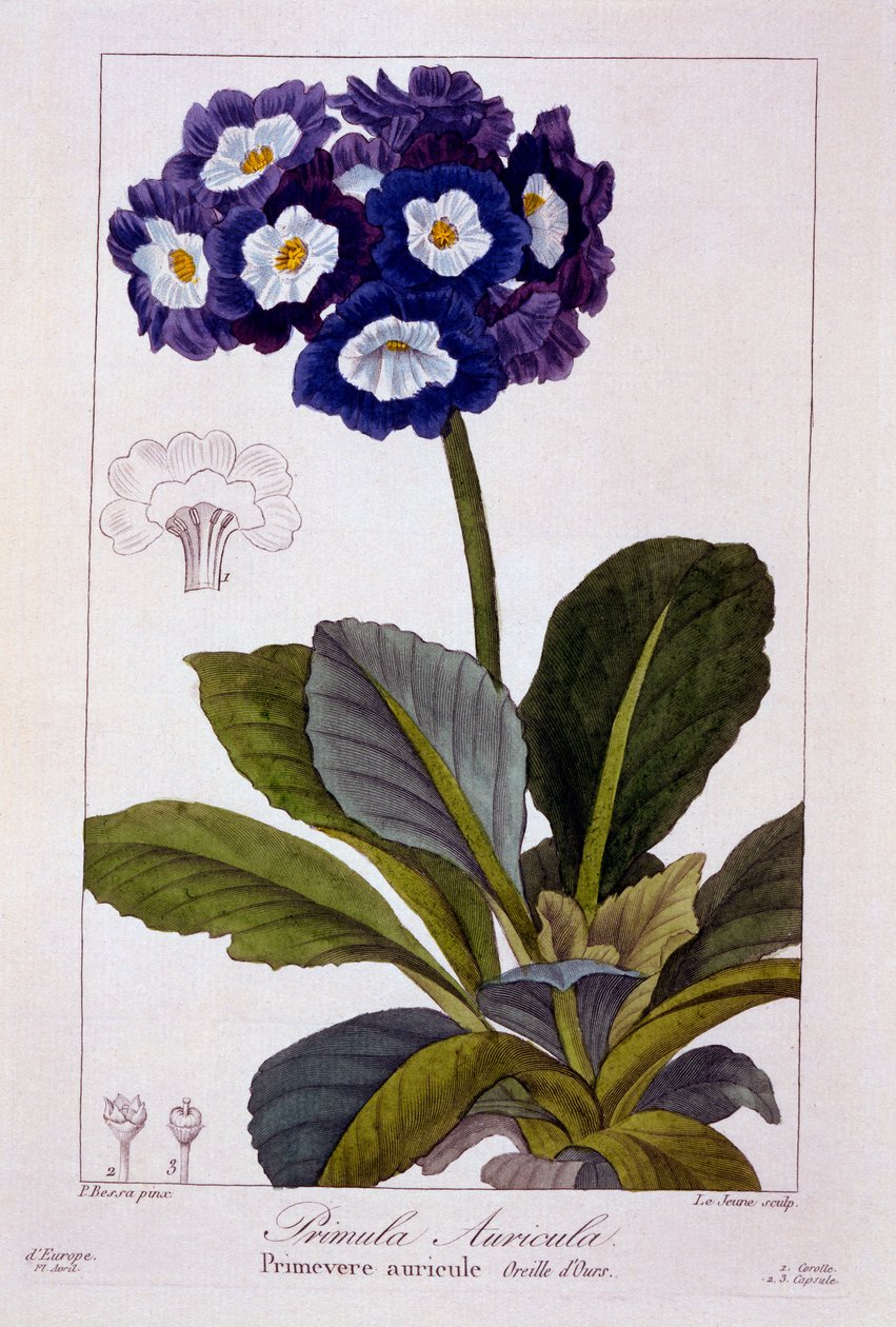 Primula auricula, 1836 (kézzel színezett metszet) alkotó: Pancrace Bessa