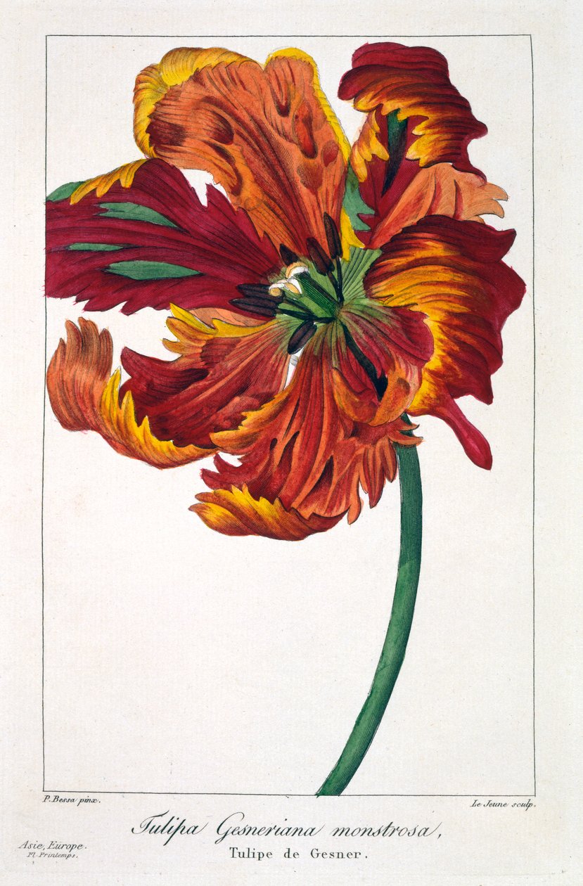 Tulipán "Tűzmadár", 1836 (kézzel színezett metszet) alkotó: Pancrace Bessa
