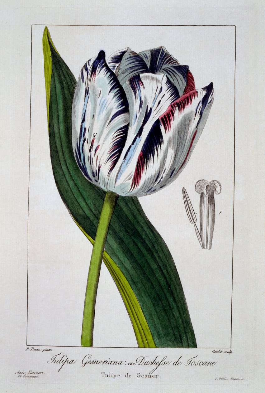 Toszkána hercegnőjének tulipánja, 1836 (kézzel színezett metszet) alkotó: Pancrace Bessa