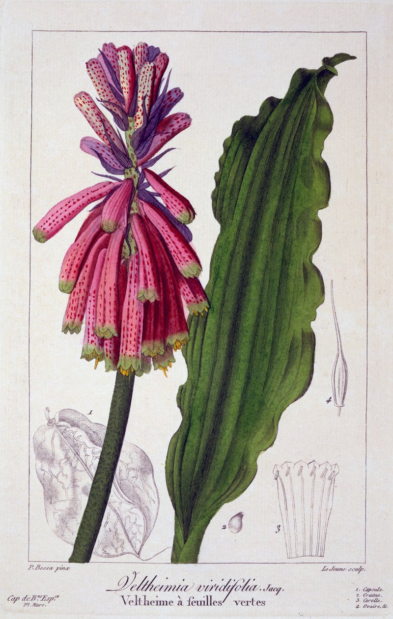 Veltheimia viridifolia, 1836 (kézzel színezett metszet) alkotó: Pancrace Bessa