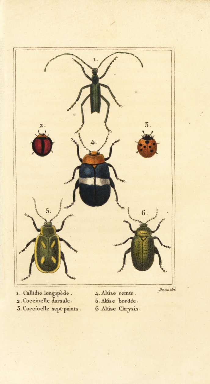 Callidium longipes 1, katicabogarak, Jauravia dorsalis 2, Coccinella septempunctata 3, bolhabogarak, Altica emarginata 4, Altica emarginata 5 és Altica chrysis 6 alkotó: Pancrace (after) Bessa
