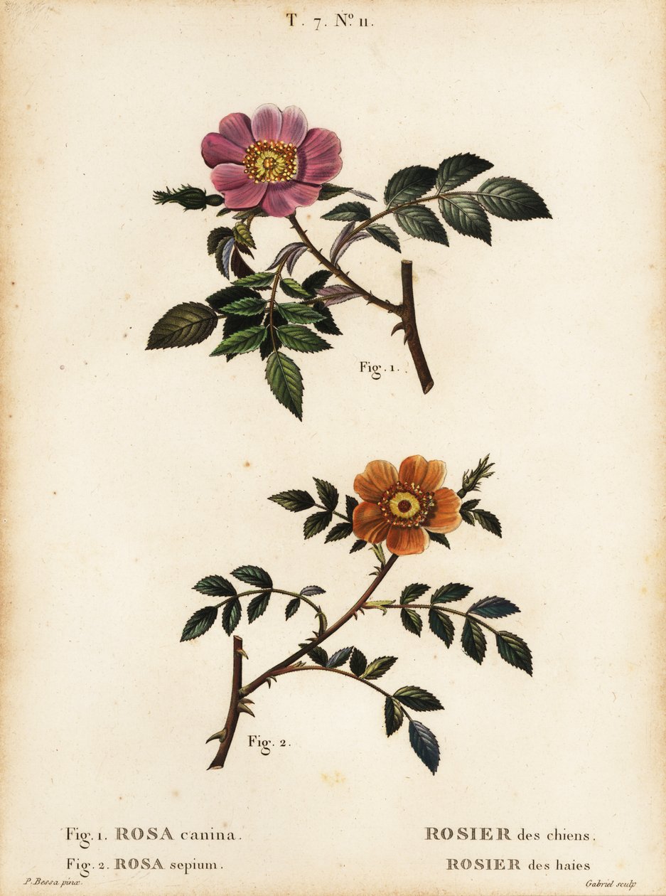 Kutyarózsa, Rosa canina, Rosier des Chiens 1 és kislevelű édes rózsa, Rosa sepium, Rosa agrestis, Rosier des Haies 2 alkotó: Pancrace (after) Bessa