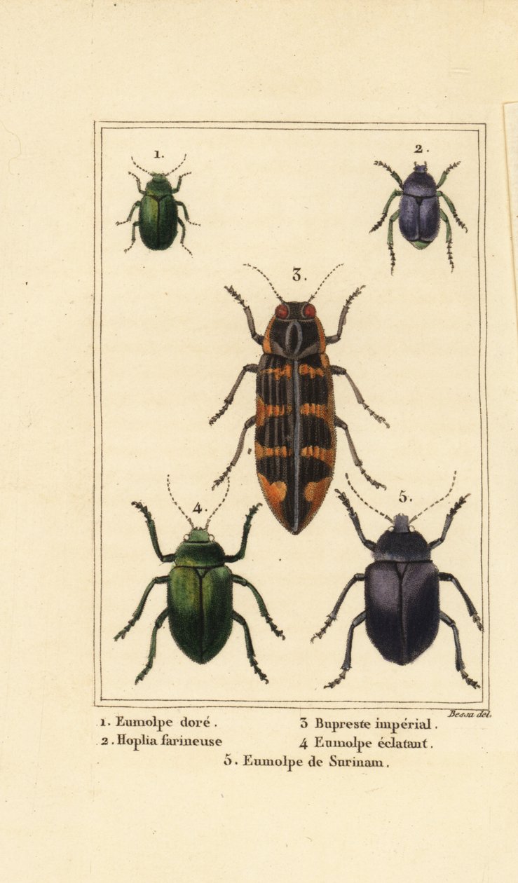 Dogbane bogár, Chrysochus auratus 1, Hoplia argentea 2, banksia ékszerbogár, Cyrioides imperialis 3, Eumolpus fulgidus 4 és Eumolpus surinamensis 5 alkotó: Pancrace (after) Bessa