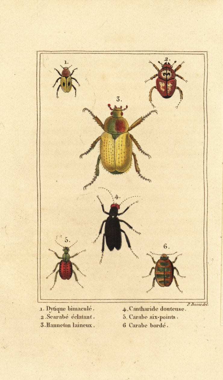 Dytiscus bimaculatus 1, szkarabeusz 2, kakaskakas, Melolontha melolontha 3, Cantharis bogár 4, Carabus sexpunciatus 5 és Omophron limbatum 6 alkotó: Pancrace (after) Bessa