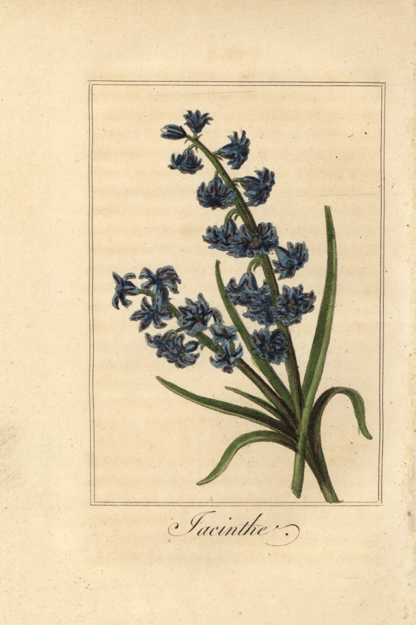 Jácint, jacint, Hyacinthus orientalis alkotó: Pancrace (after) Bessa