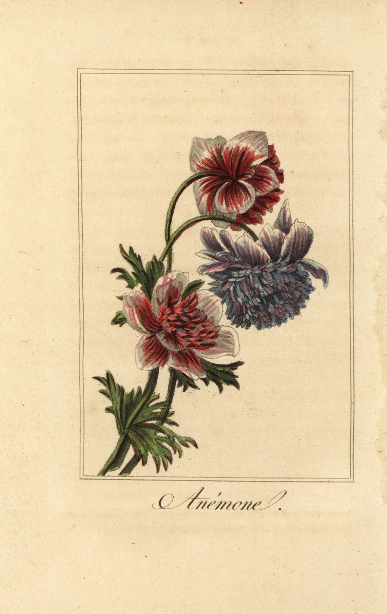 Hibrid mákkökörcsin, Anemone coronaria alkotó: Pancrace (after) Bessa